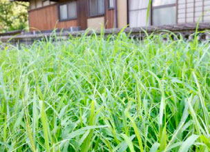 草刈り・除草画像